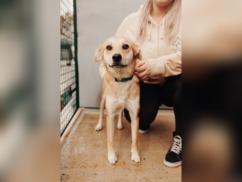 Aki - Zuhause gesucht!