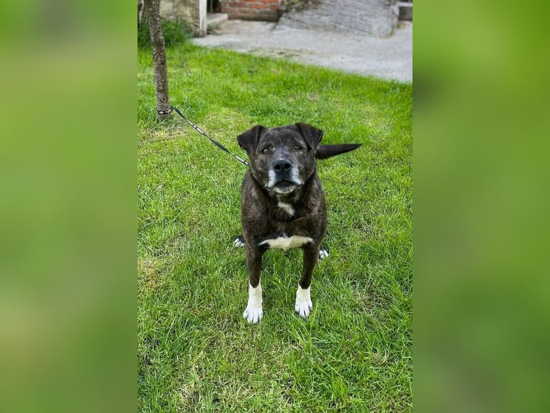 Ebelin ❤️ so herzensguter Familienhund!