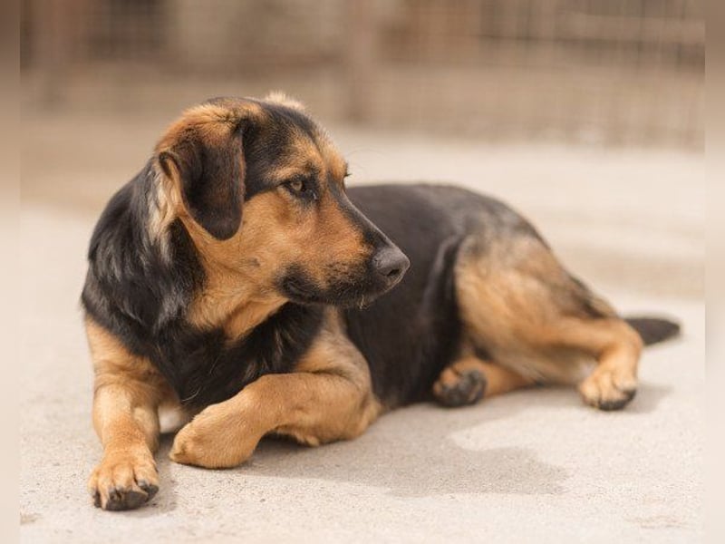 Wundervolle Aylini sucht ein Zuhause