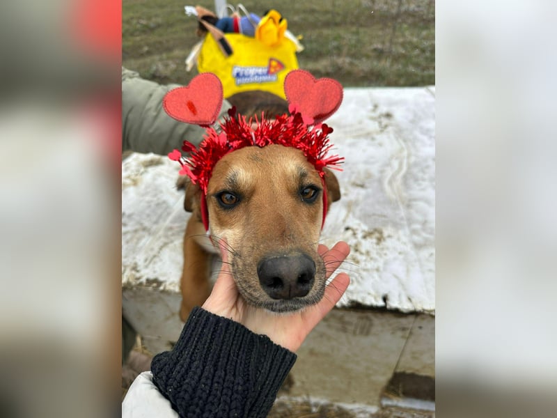 Mandy, hübsches junges Hundemädchen sucht Anschluß