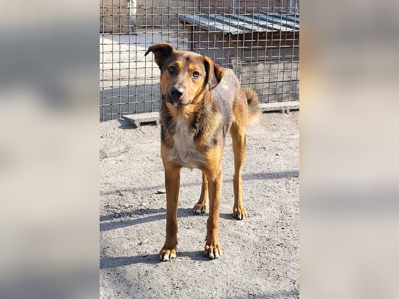 HUGO❤️wer zeigt diesem liebenswerten Charmeur, wie sich Zuhause anfühlt?