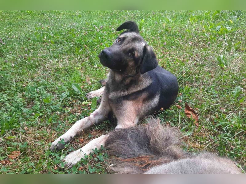 GoodBoy ♥Buddy♥ sucht seinen treuen Buddy auf 2 Beinen