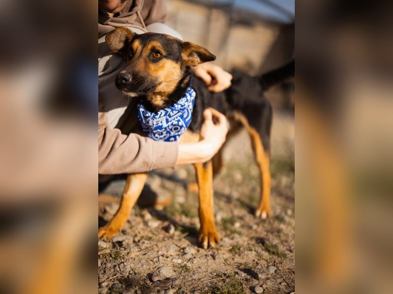 Loki ❤️ verspielter + neugieriger Hundebub