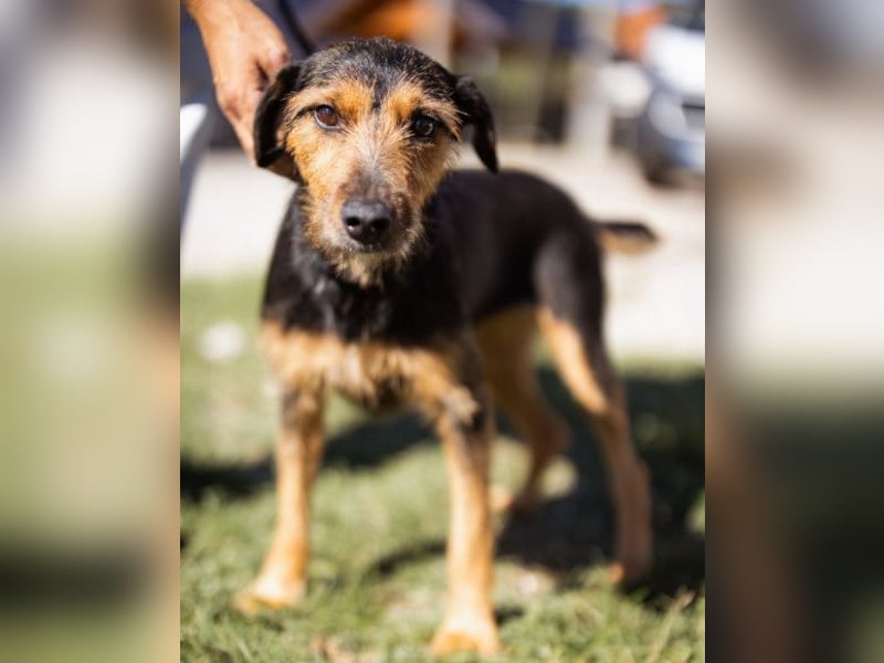 RICARDA❤️sanfte Terrier-Dame mit großem Herz sucht liebevolles Zuhause