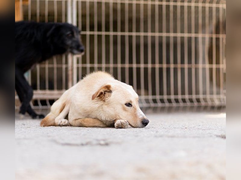 Bob wartet sehnsüchtig auf deine Anfrage