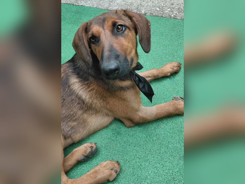 Dragana ❤️ Schmusemaus sucht Zuhause