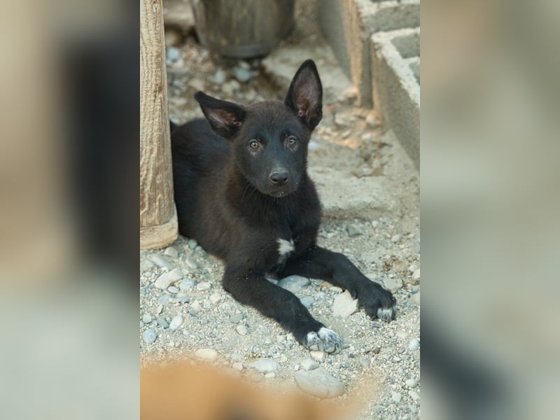 Zuckerschnute YVETTE❤️fröhliches, verkuscheltes Welpenmädchen sucht ihr Für-Immer-Körbchen