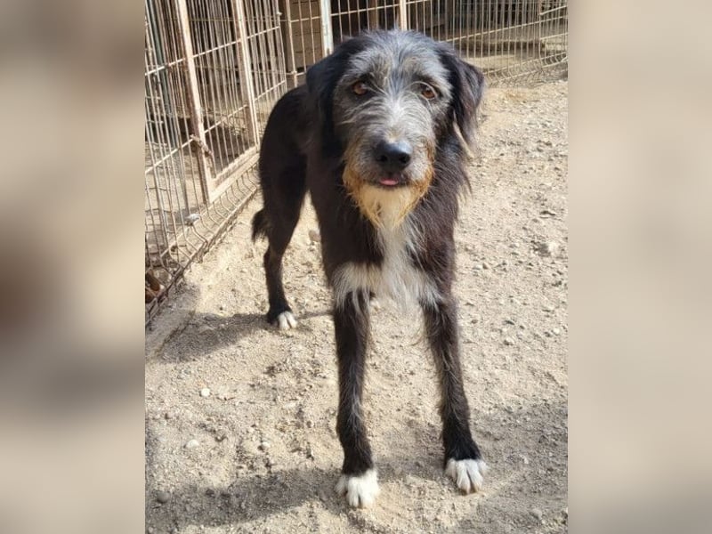 Mino ❤️ Seelenhund sucht seine Familie