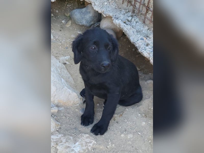 Knutschkugel GRACIE❤️zauberhaftes Fellschnute sucht ihr Zuhause fürs Leben