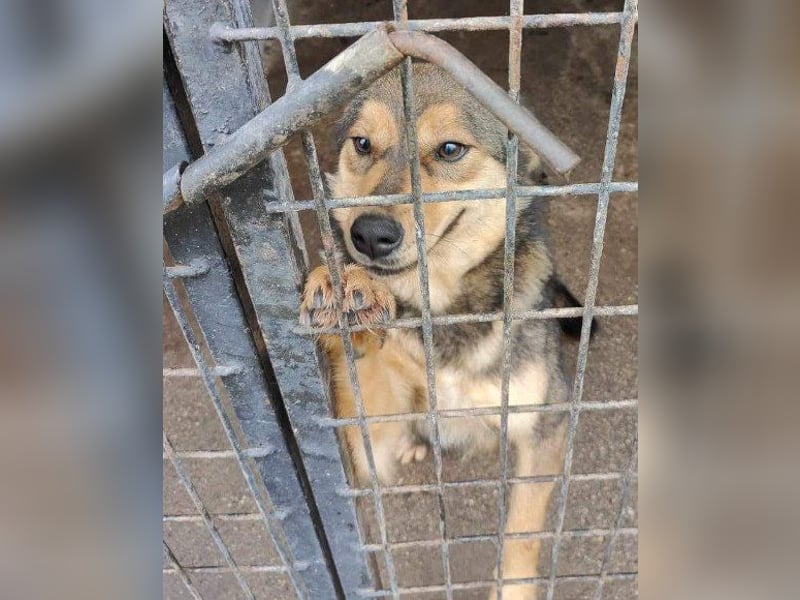 freundliche, liebevolle Mix-Hundedame Lizzy