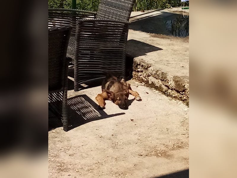 Bebo ❤️ Liebevolles Fellnäschen!