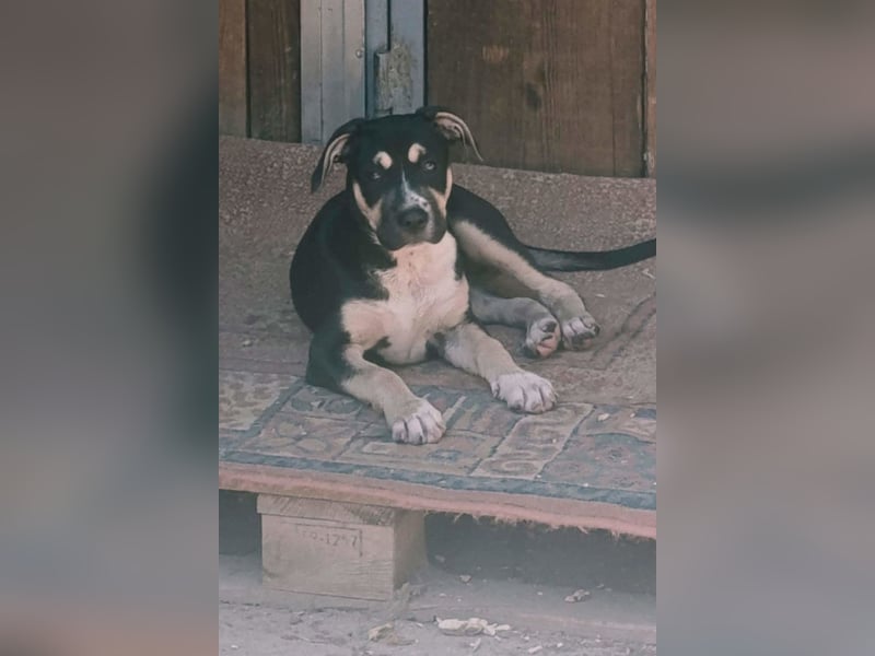 Lykka ❤️ fröhliches, verspieltes & neugieriges Hundemädchen
