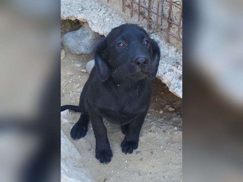 Knutschkugel GRACIE❤️zauberhaftes Fellschnute sucht ihr Zuhause fürs Leben