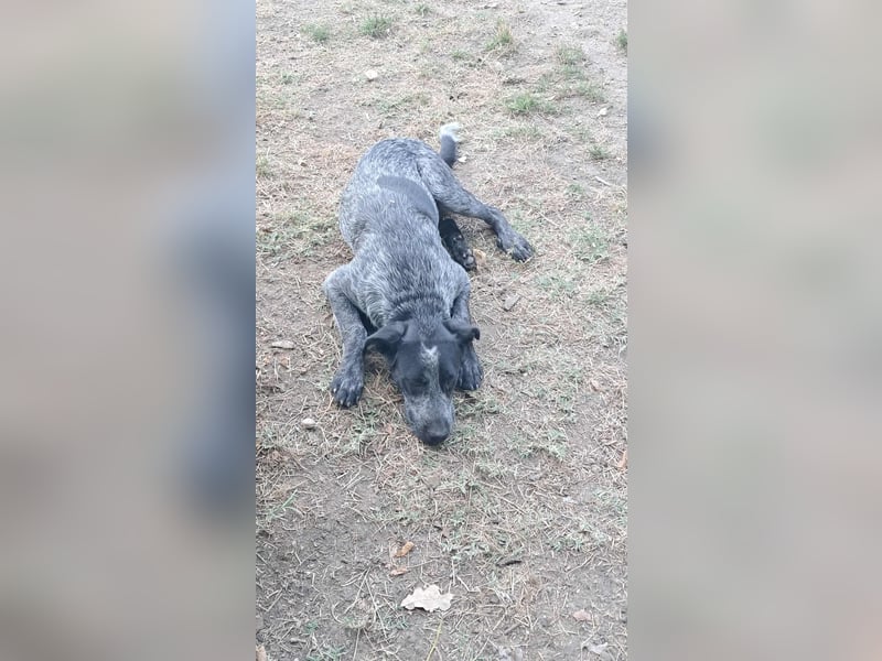 Berta, Hundemädchen sucht liebevolle Hände