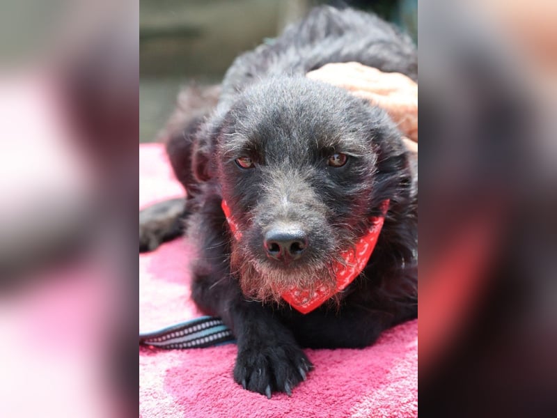 Sanfte ♥Arca♥ sucht Schutz & Liebe so verdient