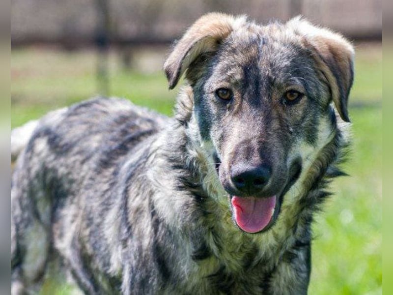 Mili-HSH-Rüde: braucht Liebe & Vertrauen