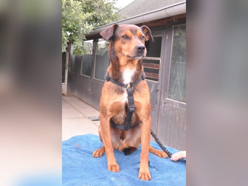 Lieber ♥Amon♥ sozialer, neugieriger Rüde