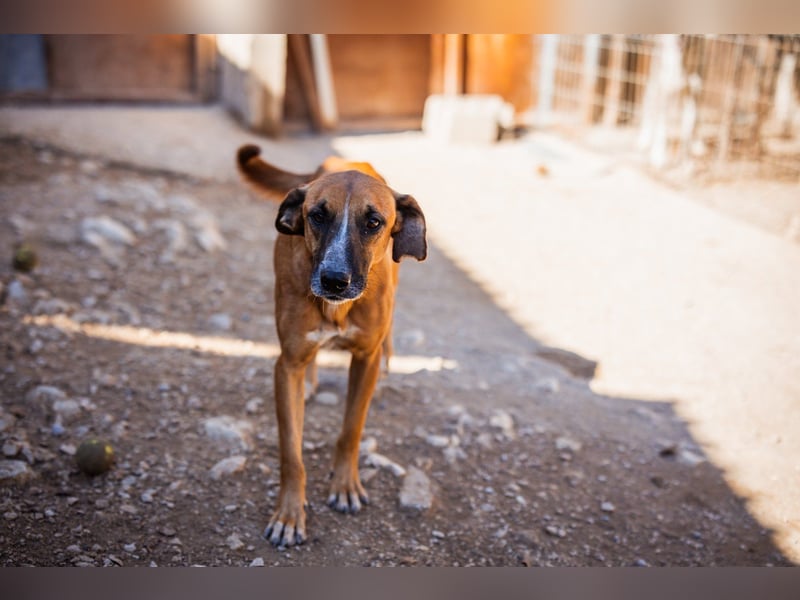 Sanfter ♥Amigo♥ erwartet dich bereits in 74749 Rosenberg