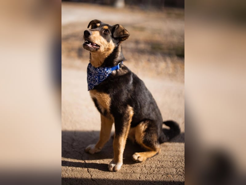 Norio ❤️ kuschliger, verspielter junger Hundebub