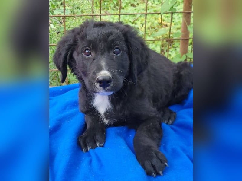 Rudi ❤️ verspielter, lieber Welpenbub! Rudi ❤️ verspielter, lieber Welpenbub!