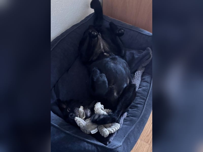 Ebony ❤️ wartet in 51469 Bergisch Gladbach auf dich