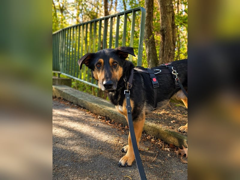 Otti - Sensibler Herzenshund sucht ruhiges Zuhause!- auf PS in 22049 Hamburg