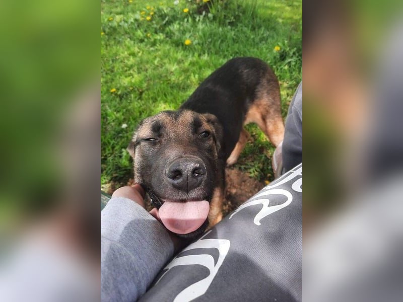 Liebe Izzy - treue Junghündin sucht ihren Familienanschluss