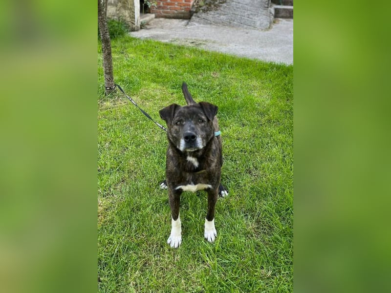 Ebelin ❤️ so herzensguter Familienhund!