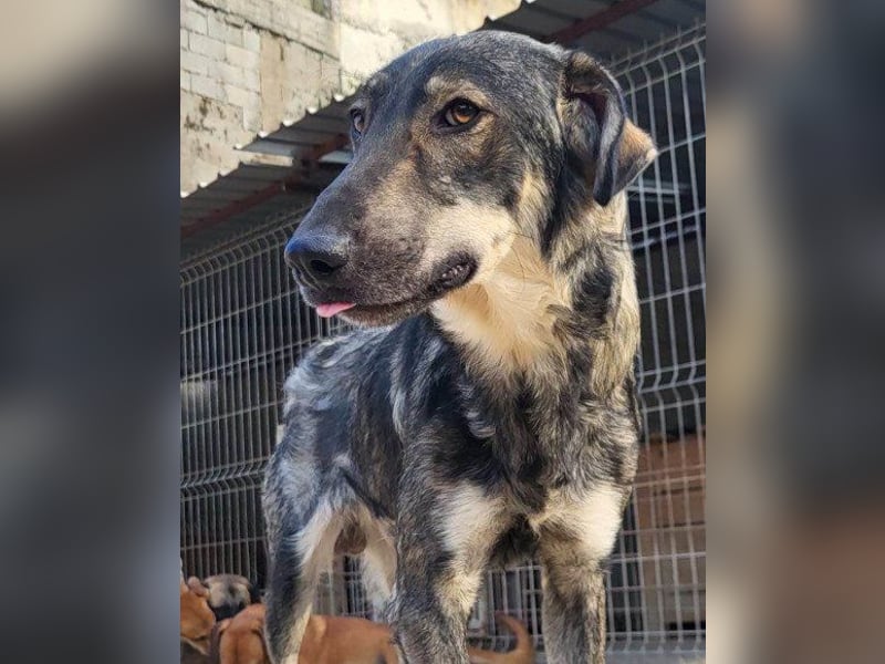 Mili-HSH-Rüde: braucht Liebe & Vertrauen