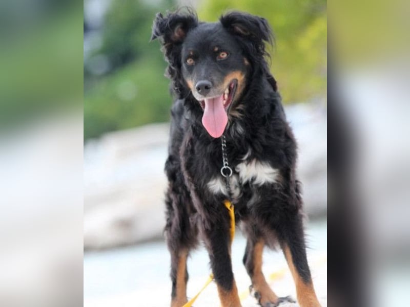 Dina ❤️ sanfte und so liebe Hündin!