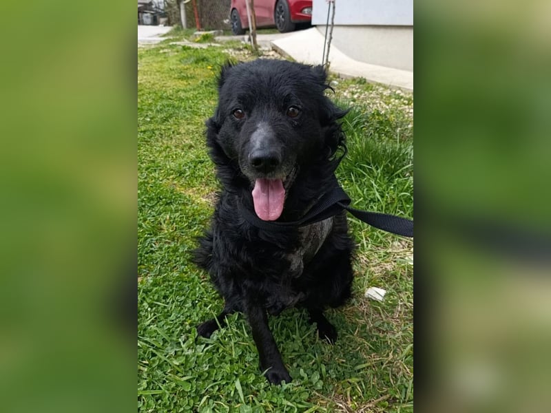 Nox ❤️ liebevoller Kämpfer auf 3-Beinen