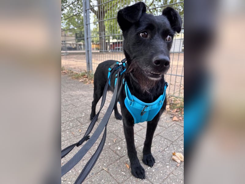 Ebony ❤️ wartet in 51469 Bergisch Gladbach auf dich