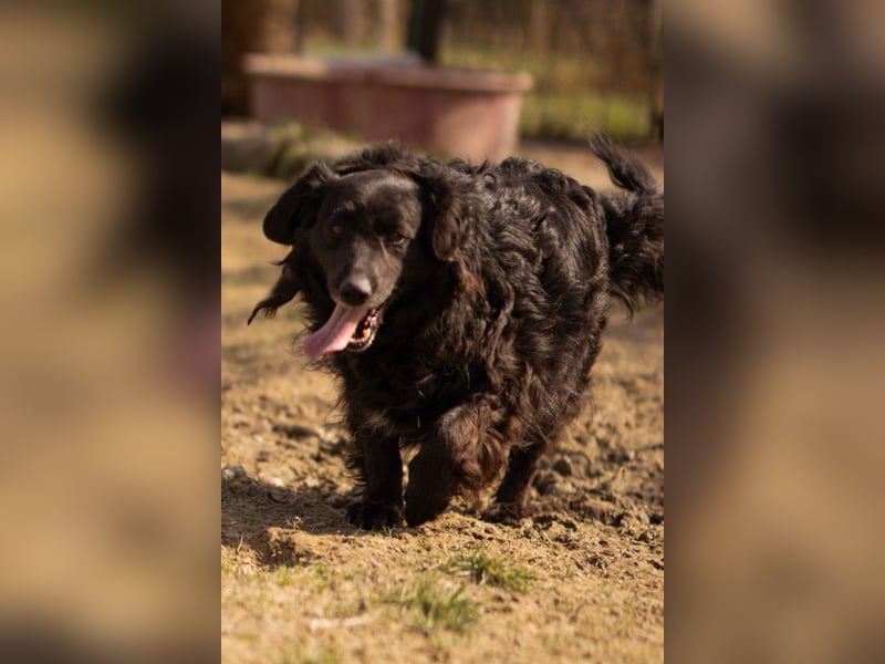 Norman - ein rundum toller Rüde