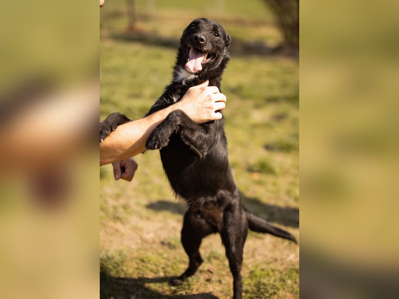 LEMMY❤️in 21075 Hamburg: ein harmonischer, treuer Begleiter sucht sein Happy End