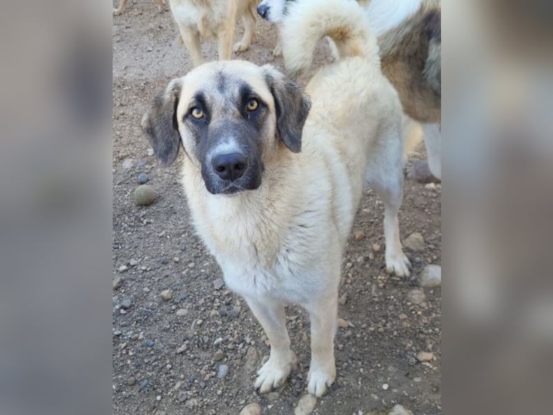 Sofia ♥️ liebe und aktive HSH-Mix-Junghündin