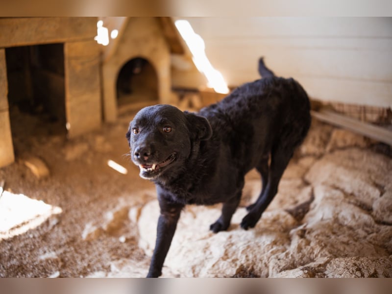 Bruce ❤️ Sanftmütig, loyal, verschmust! Bruce ❤️ Sanftmütig, loyal, verschmust!