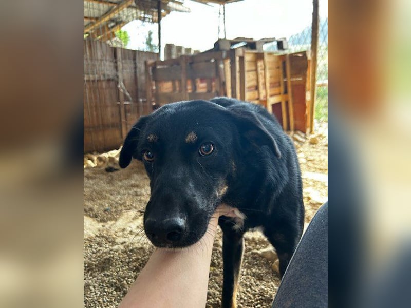 Percy ❤️ aufgeschlossener & verkuschelter Hundeschatz!