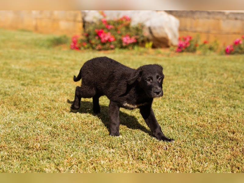 Junger Cosmo - charmanter Schäfi-Mix-Bub