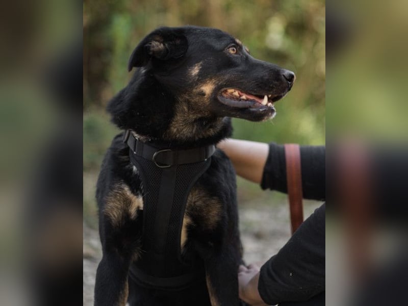 Percy ❤️ aufgeschlossener & verkuschelter Hundeschatz!