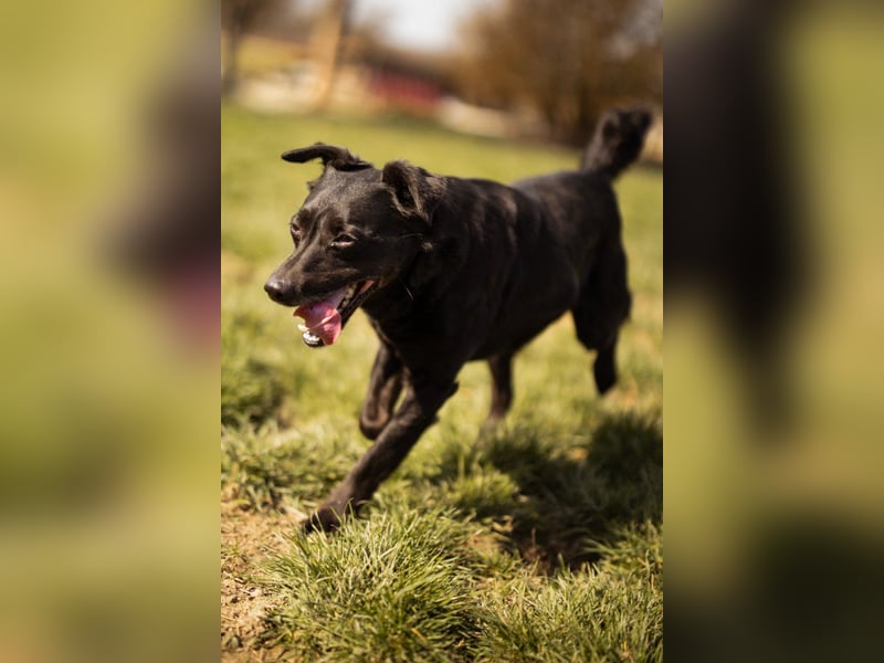 MOMO❤️ein sanfter Begleiter: Ruhig. Klug. Wundervoll.