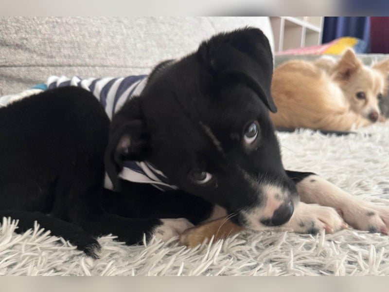 LENNI❤️kleiner Entdecker sucht sein großes Glück!