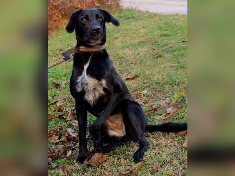 Xena - lebensfrohe, aktive, liebe Hündin