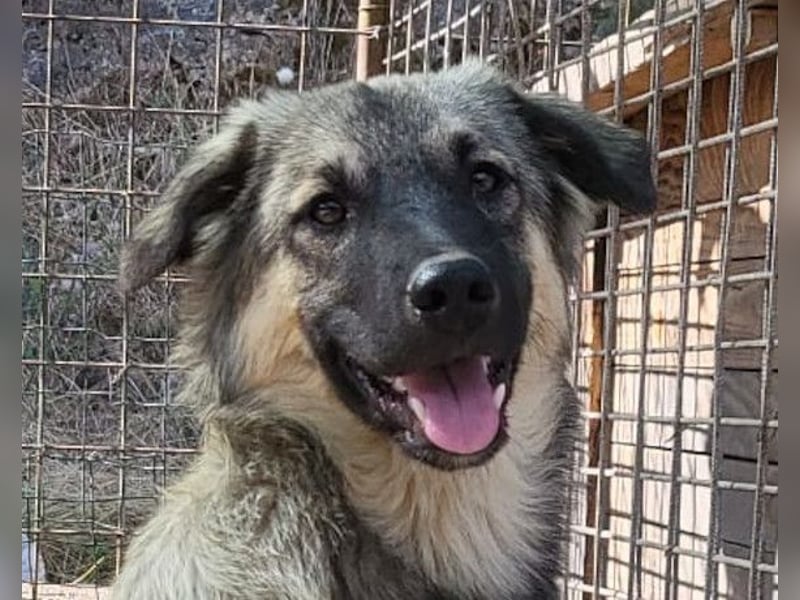 Suki ❤️ Süßes + liebes Hundemädchen!