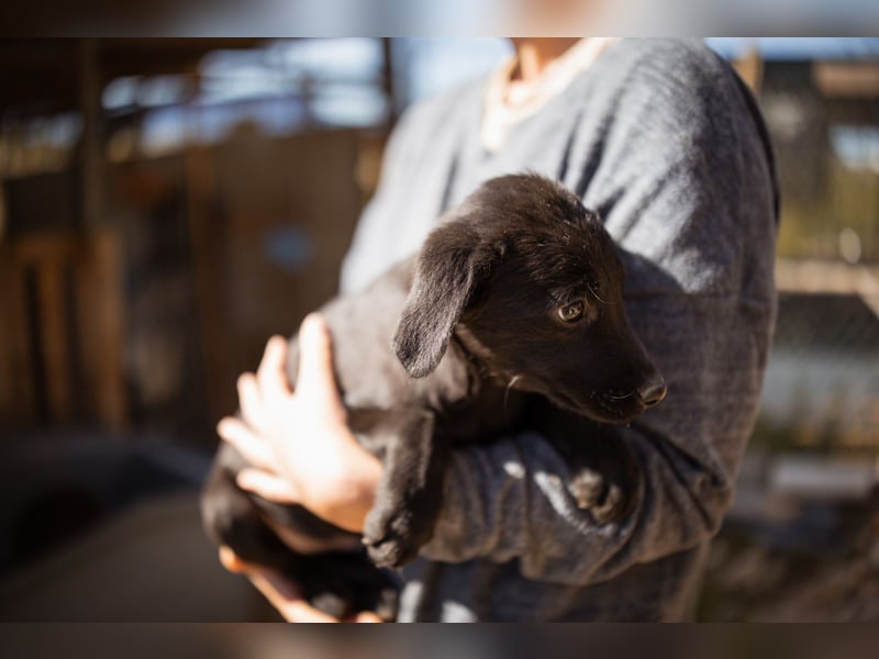 Ljubavi ❤️ junger, lebensfroher Hundebub