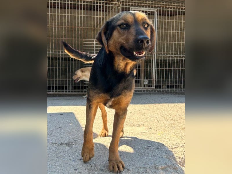 Wundervolle Aylini sucht ein Zuhause