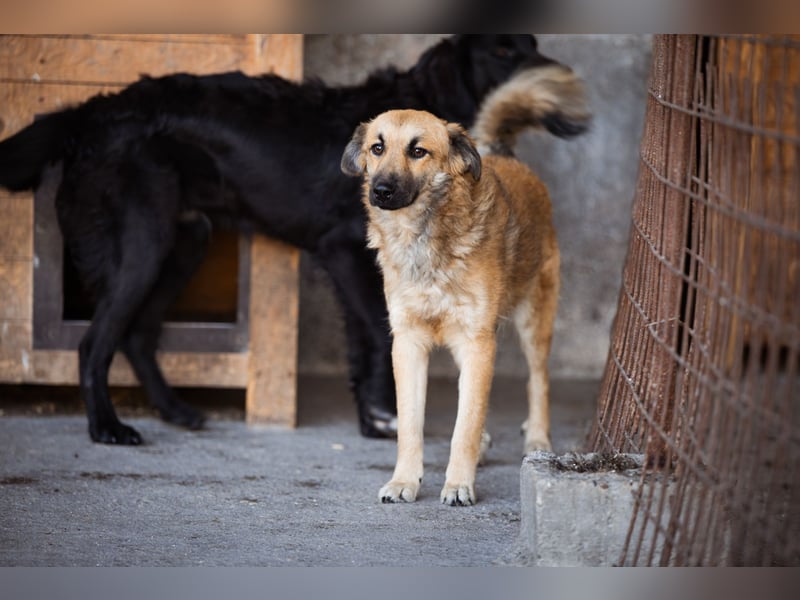Ben ❤️ schmusiger, schüchterner Hundebub