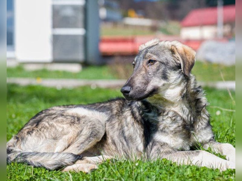 Mili-HSH-Rüde: braucht Liebe & Vertrauen