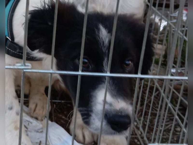 Sammy- jung, noch schüchtern - sucht seine feste Bindung