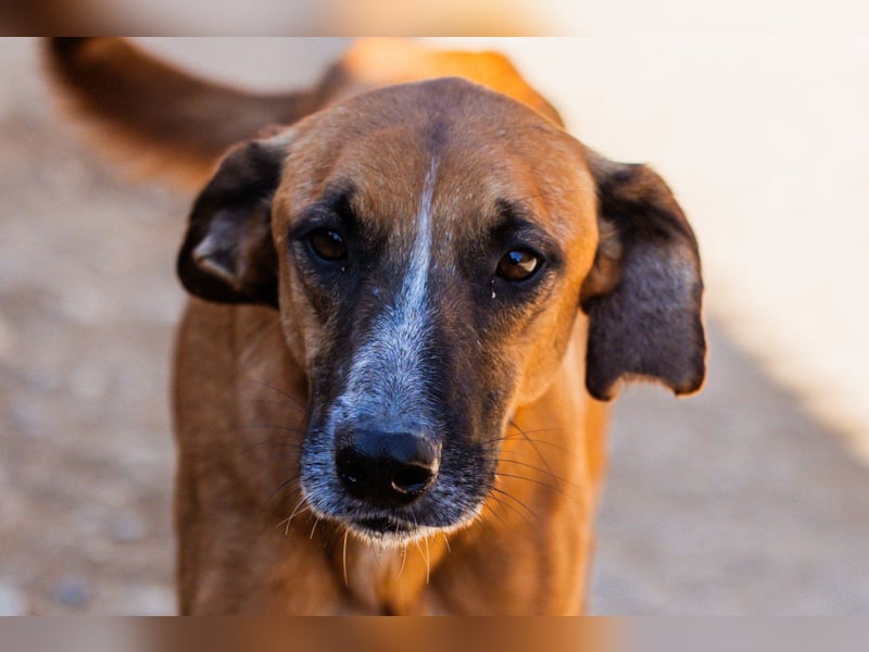 Sanfter ♥Amigo♥ erwartet dich bereits in 74749 Rosenberg