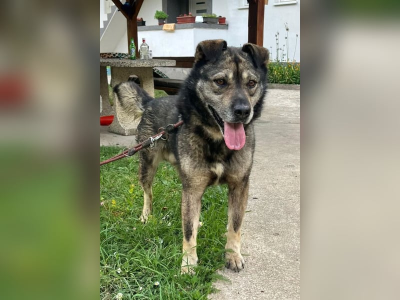 Medo ❤️ so gutmütig, liebevoll + sozial!
